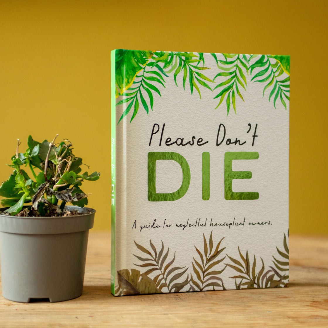 Please don't die houseplants